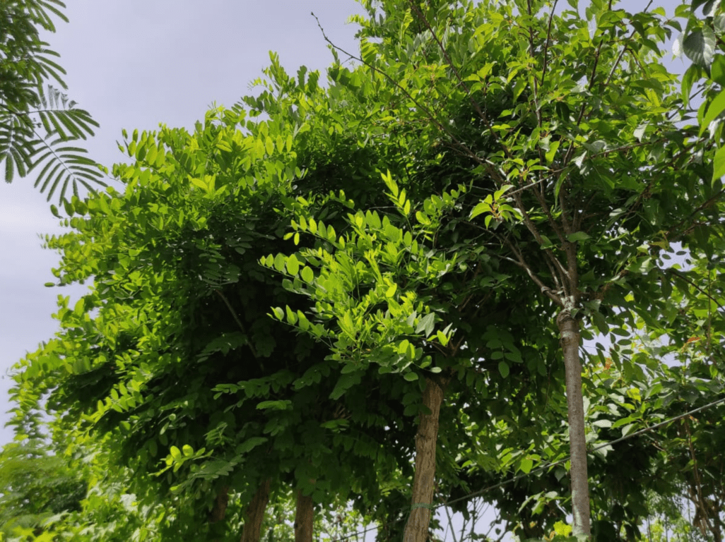 Albero di Robinia