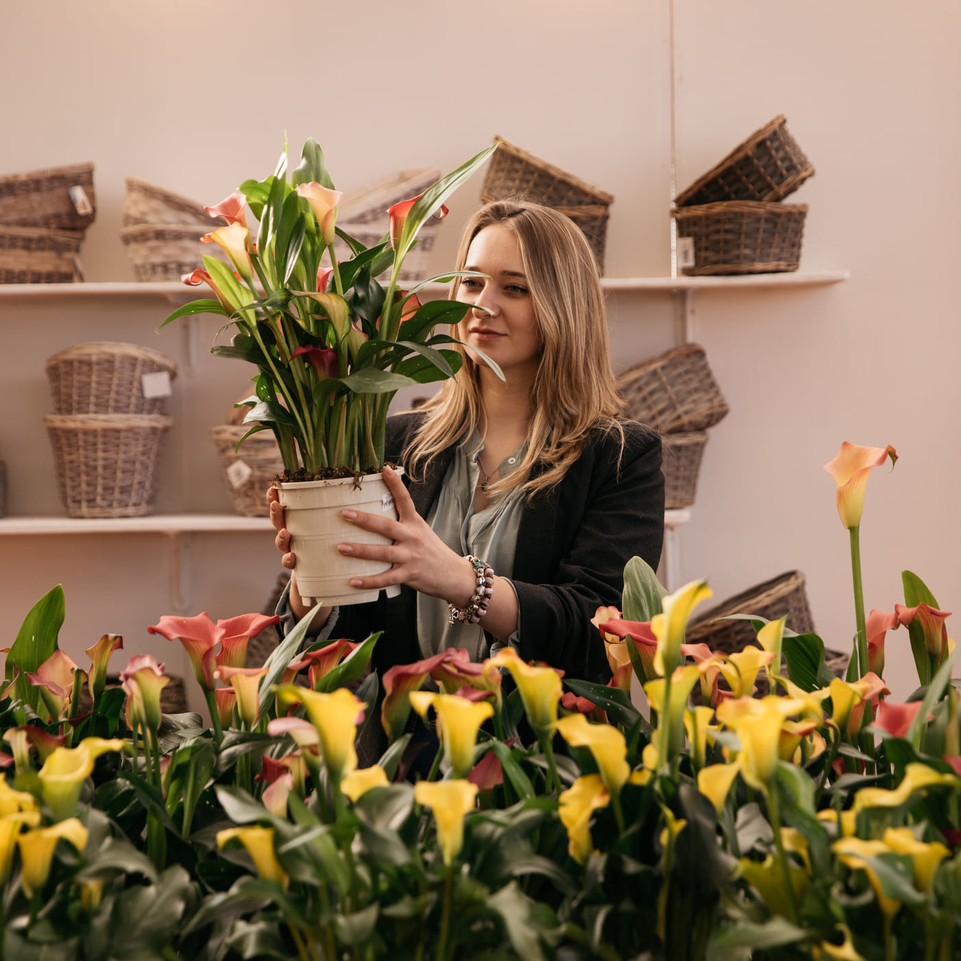 Calla colorata Zantedeschia in varietà