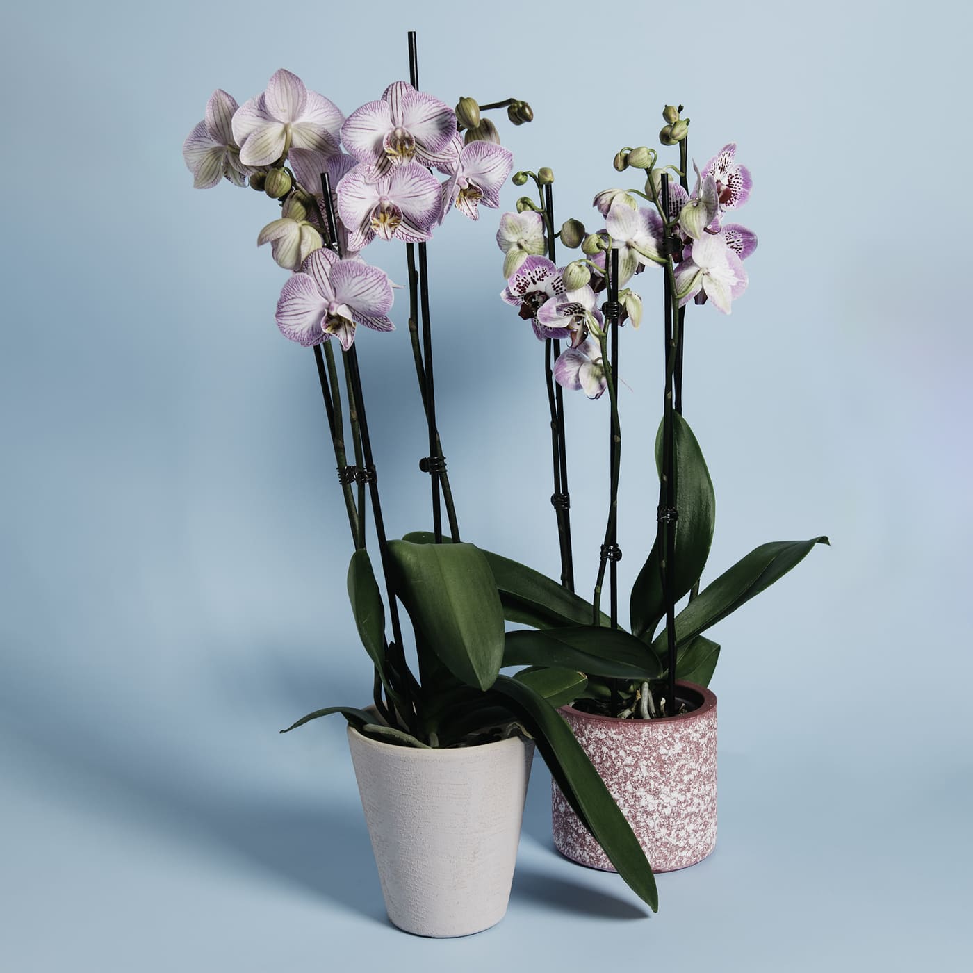Coppia di orchidee phalaenopsis in vaso ceramica