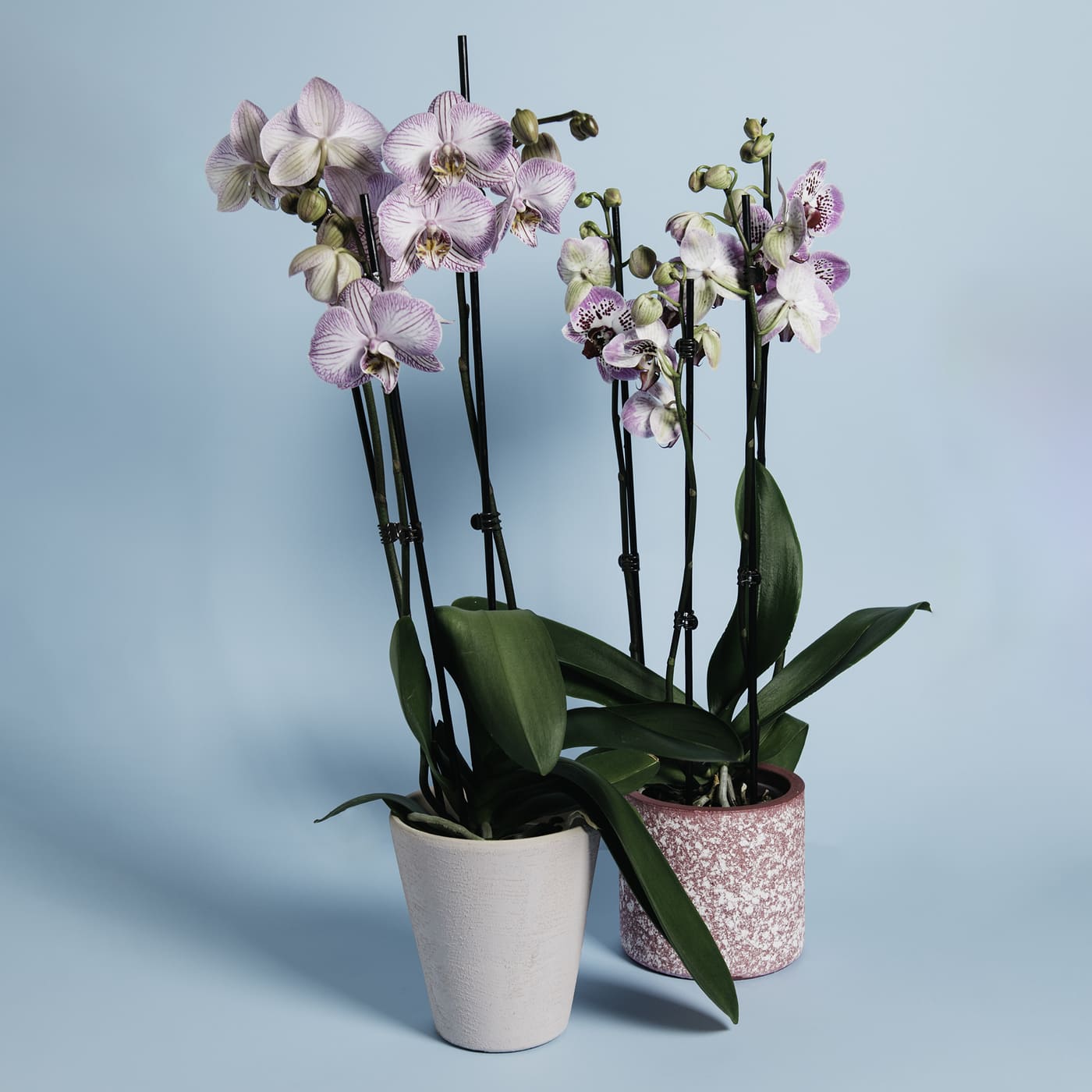 VASI TRASPARENTI PER RINVASO DI ORCHIDEE PHALAENOPSIS