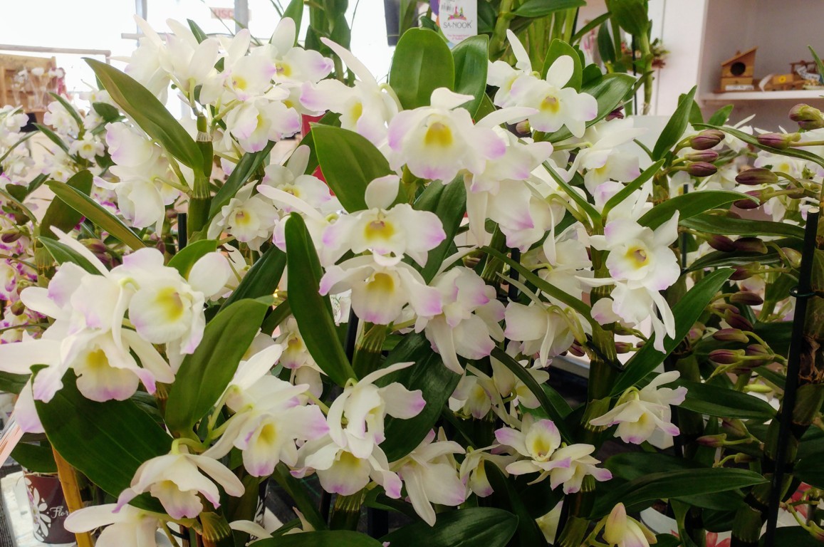 Dendrobium in fioritura