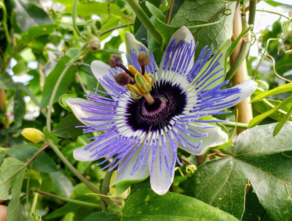 Fiore di Passiflora