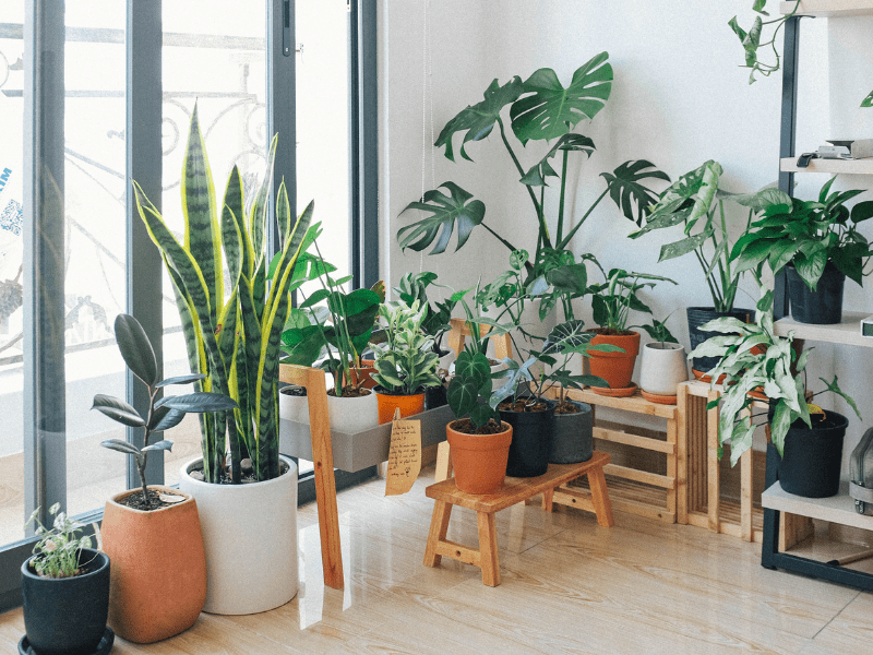 Le piante da appartamento