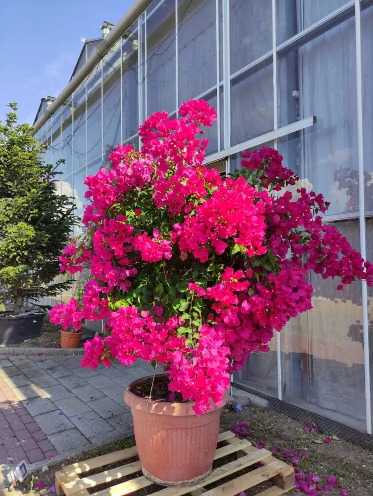 Bougainvillea in fiore