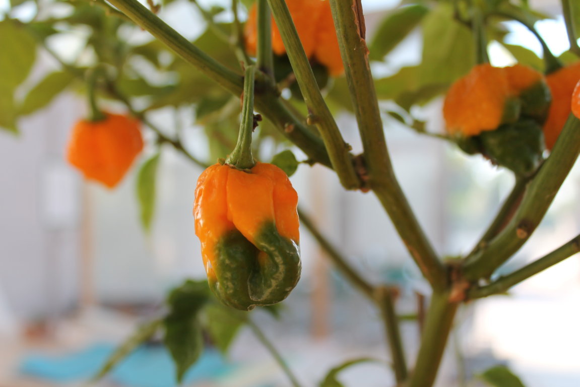 Peperoncino Habanero Arancio in maturazione