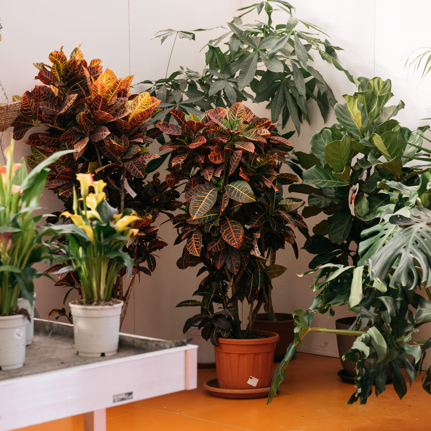 Piante da interno di grandi dimensioni. Croton, Ficus lyrata e Pachira acquatica.