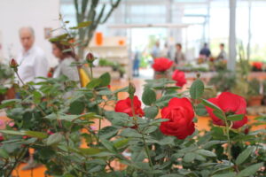 Festa delle Rose