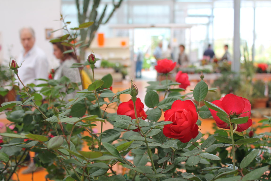 Festa delle Rose