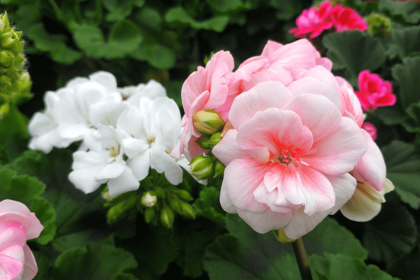 Fiori di Geranio zonale