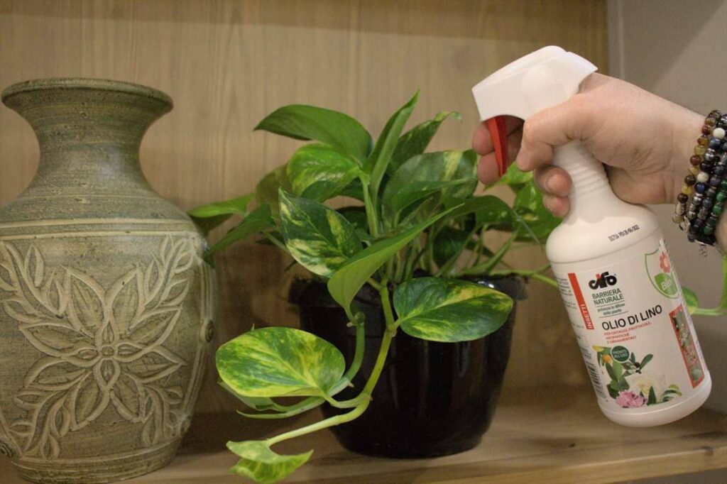 Come lucidare le foglie del Pothos con l'Olio di LIno biologico