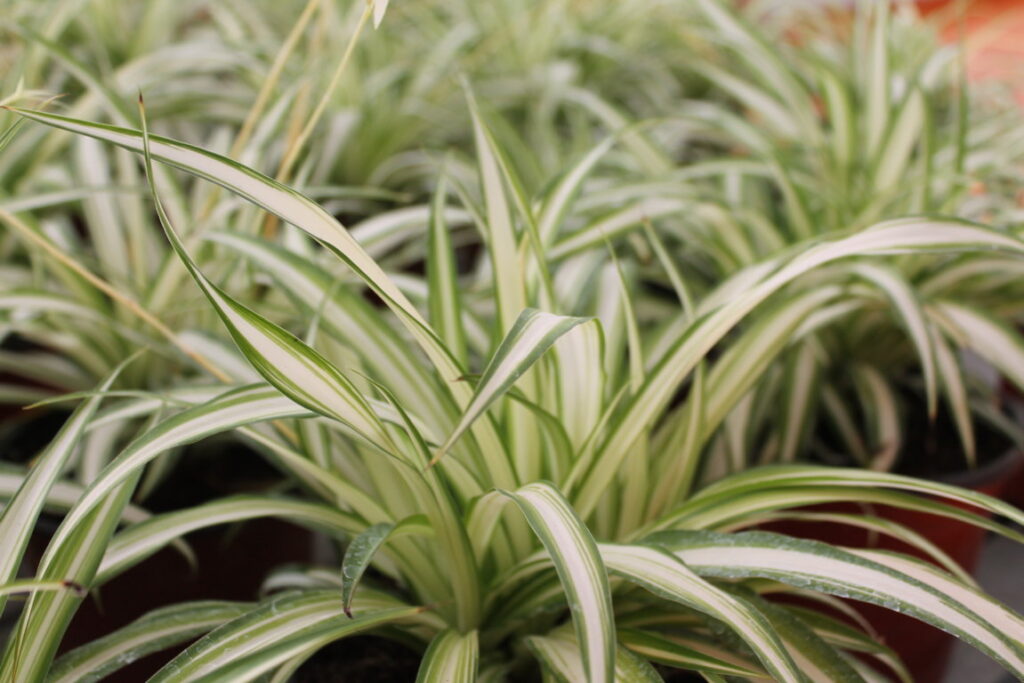 Chlorophytum, dettaglio delle foglie. Ottima da posizionare in alto su librerie e schedari