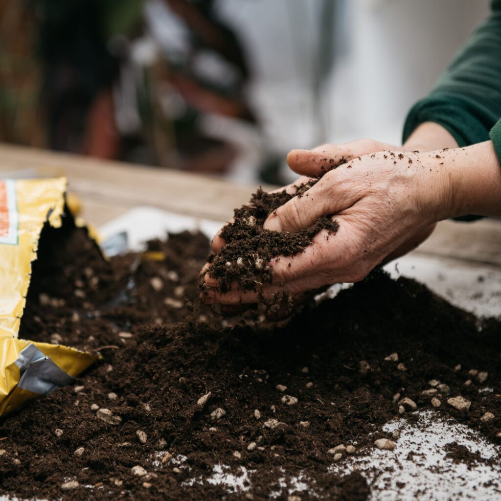 Terra per piante: terra, terriccio o torba? - Casanatura Vivaio