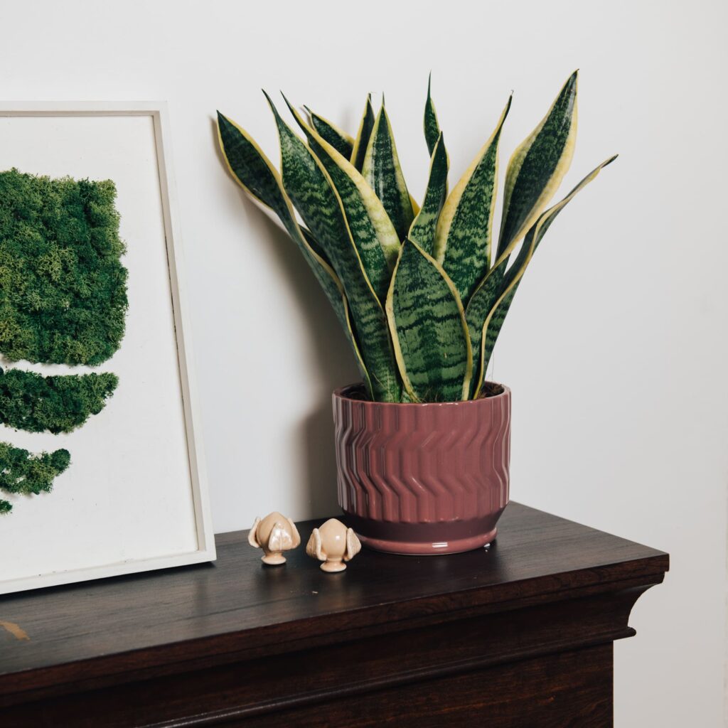 Sanseveria laurentii in cachepot ceramica