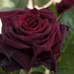 Rosa Black baccara