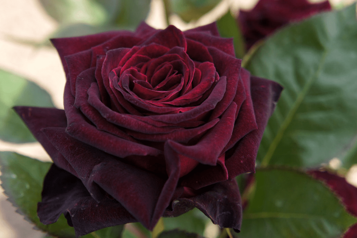 Rosa Black baccara