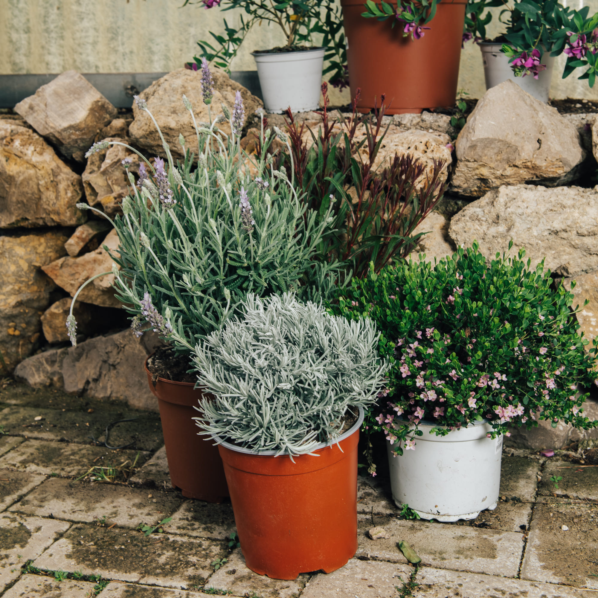 Le piante mediterranee