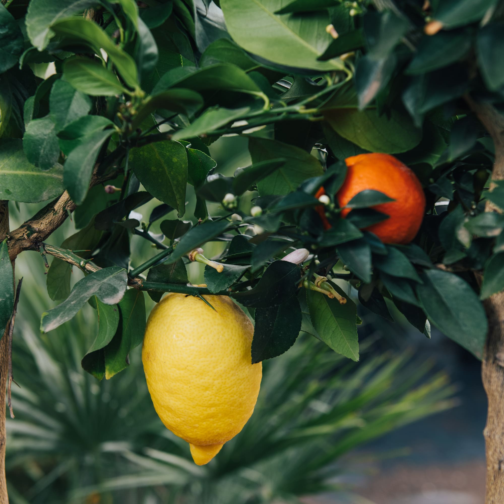 Agrumi - Limone lunario e mandarino avana