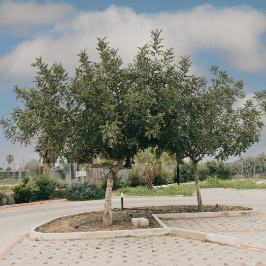 Albero di Corbezzolo