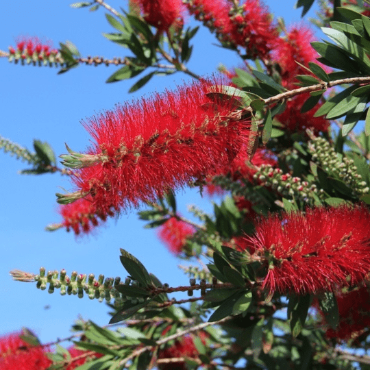 Fiore di Callistemon