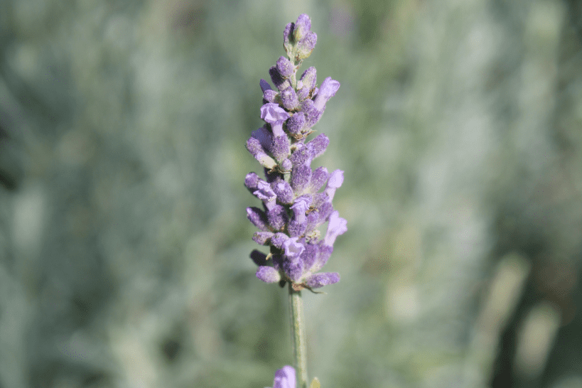 Fiore di Lavanda angustifolia