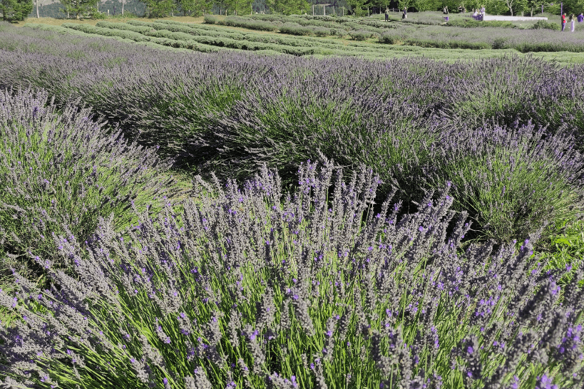 Campo di Lavanda dwarf blue
