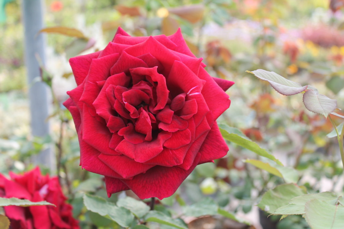 Rosa grande fiore Parfum de nuit