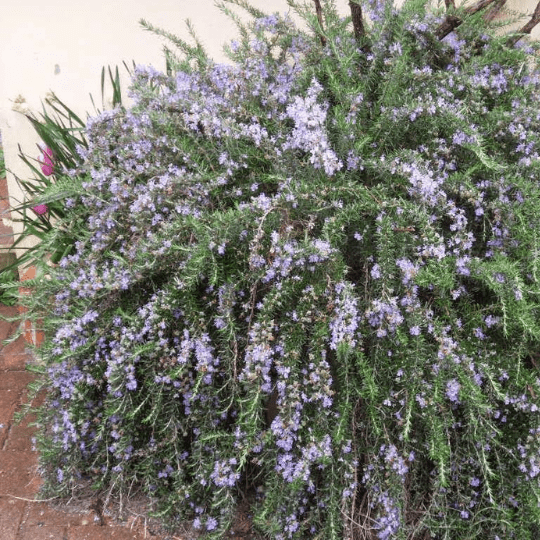 Rosmarino in fiore