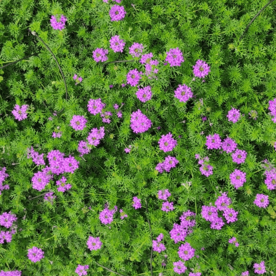 Verbena pulchella