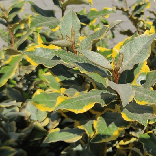 Elaeagnus gold, per una barriera dagli sguardi indiscreti