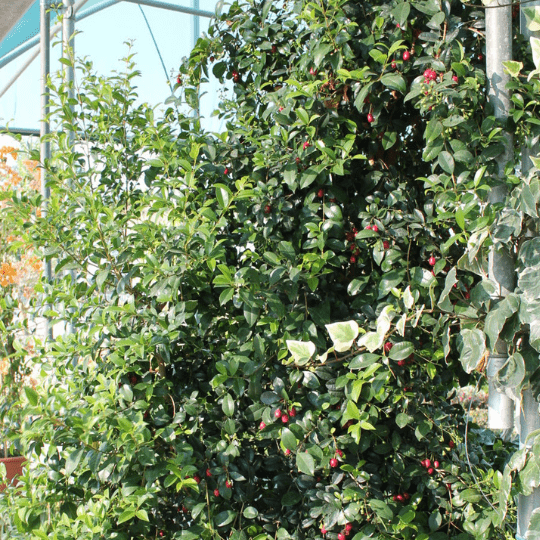 Eugenia Myrtifolia, ottima per creare barriere alte