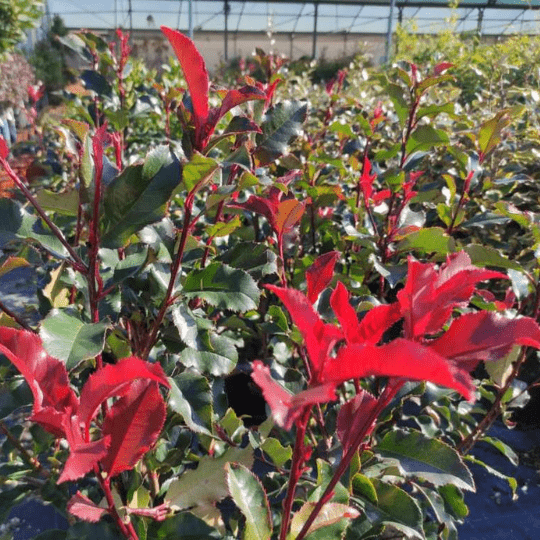 Photinia volcano, un tocco di colore sul nostro terrazzo