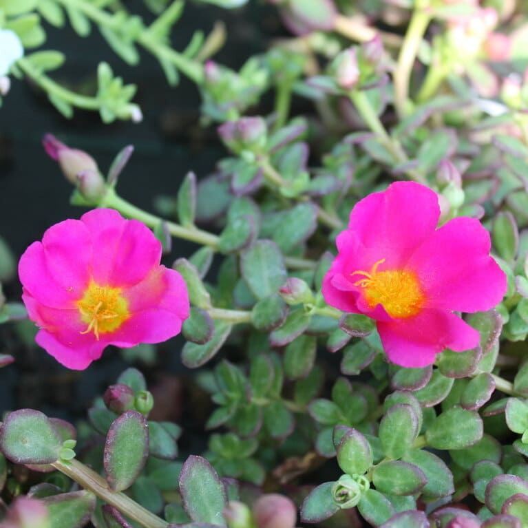 Portulaca oleracea