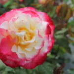 Rosa Earth light