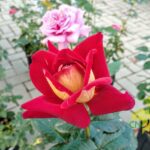 Rosa Une nuit d ete