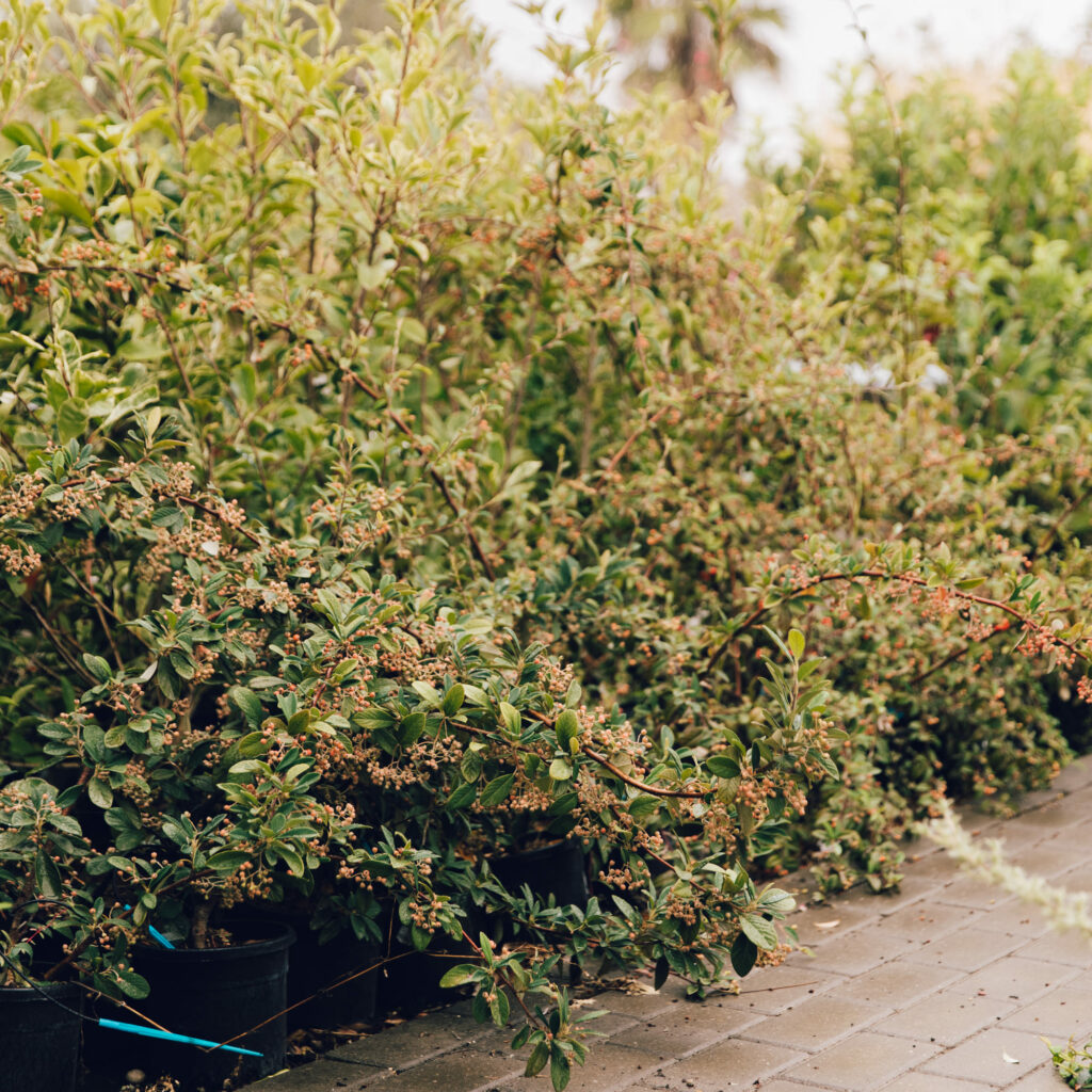 Pyracantha con bacche bagnata di pioggia