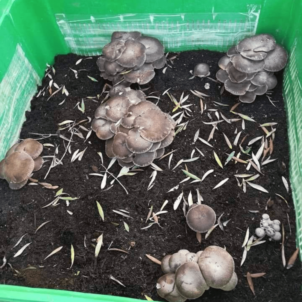 Funghi coltivati in cassetta