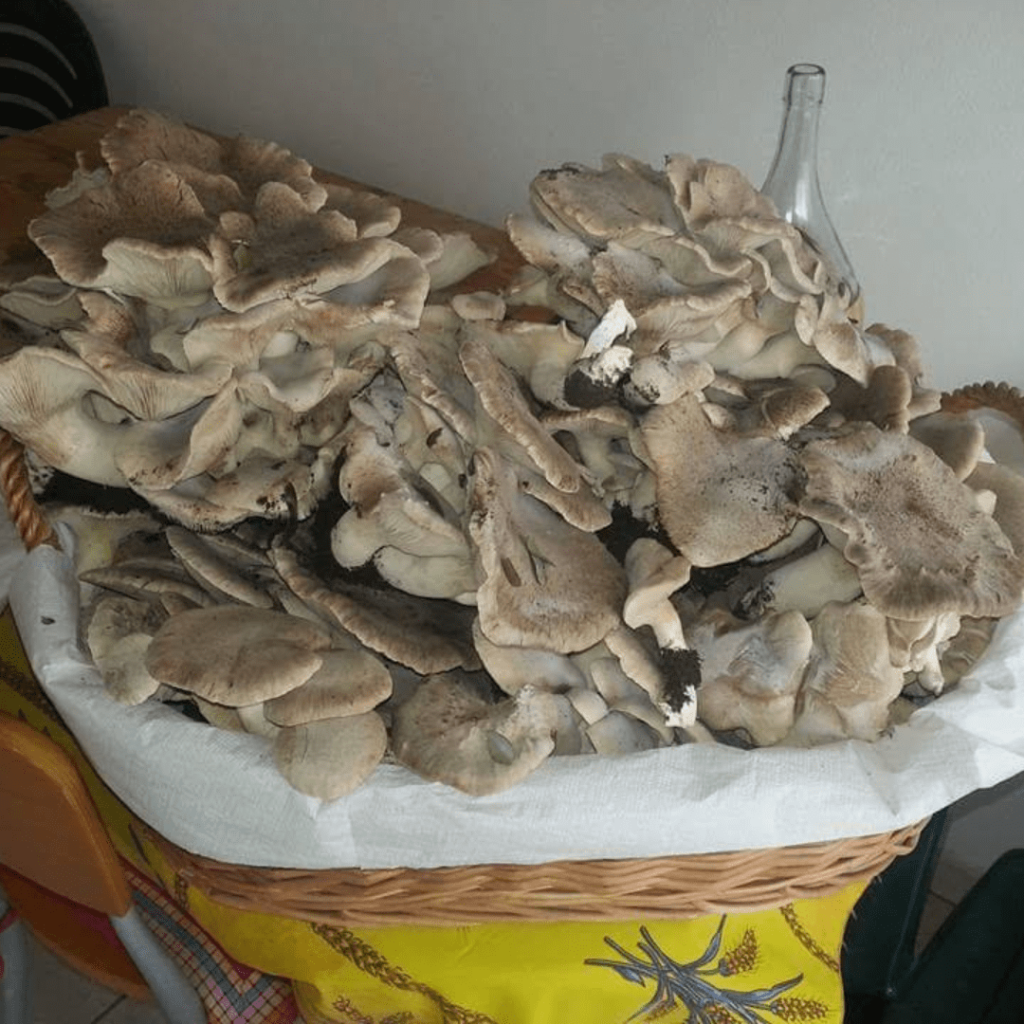 I funghi raccolti da un nostro cliente!