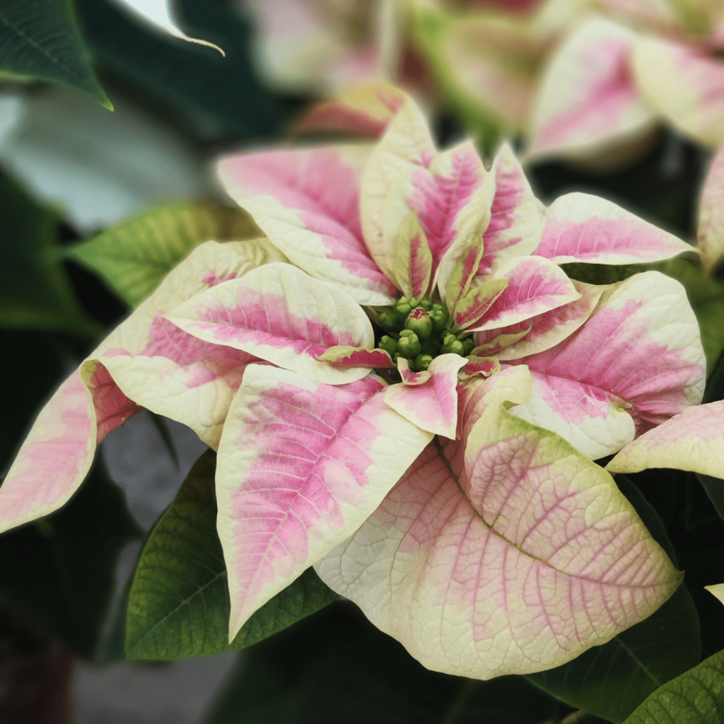 Stella di Natale con fiore variegato