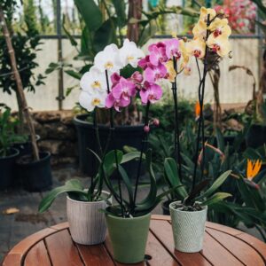 orchidee Phalaenopsis