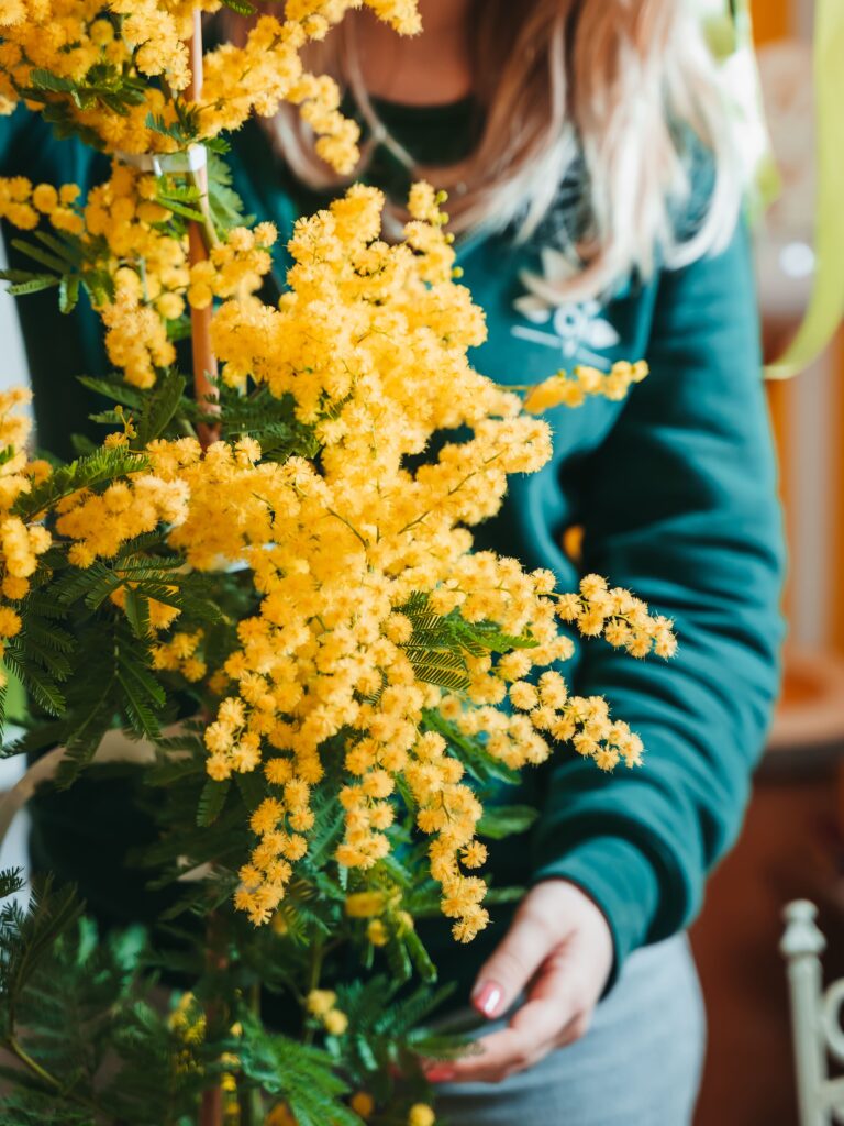 Mimosa in fiore