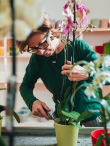 Manutenzione dell'orchidea Phalaenopsis