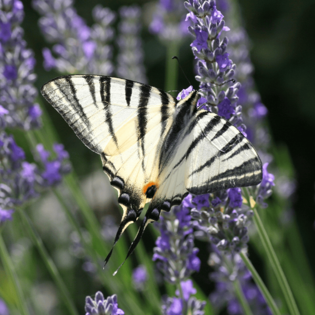 farfalla Iphiclides podalirius
