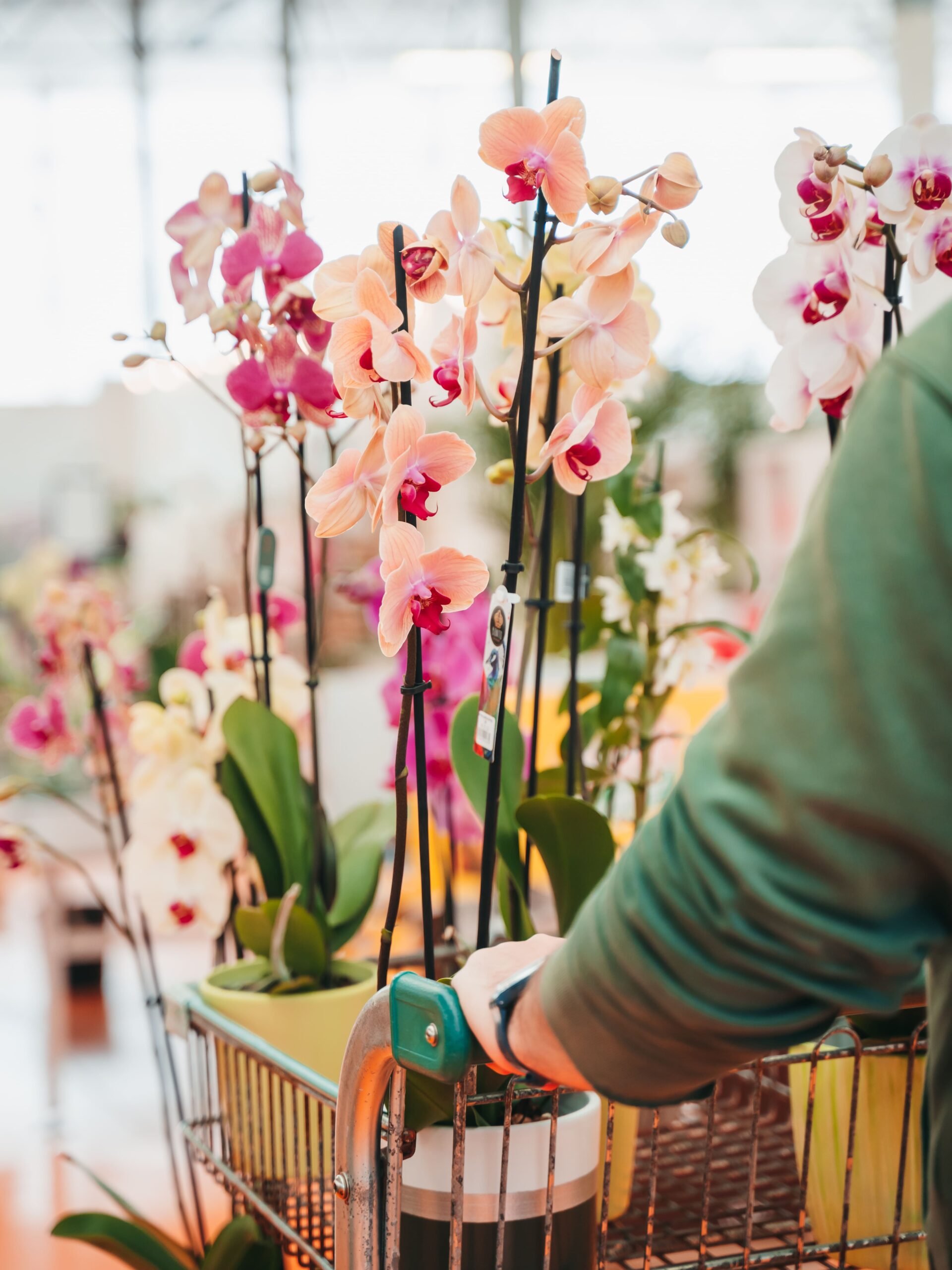 Orchidee Phalaenopsis