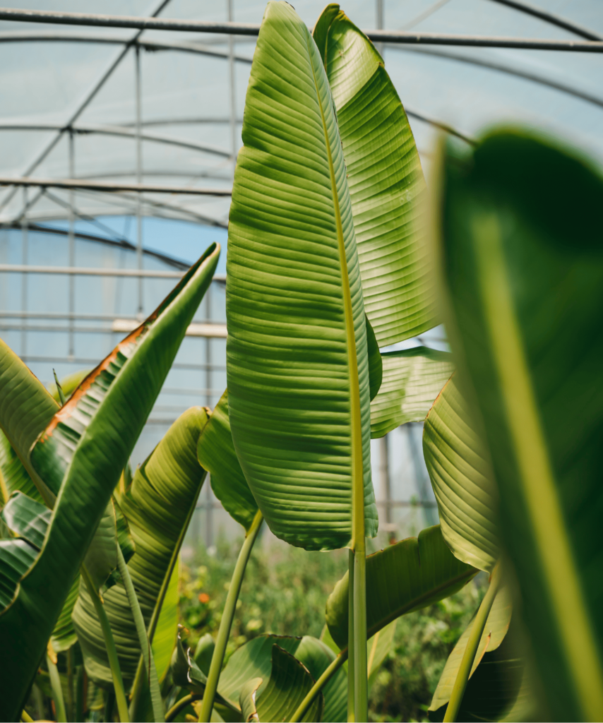 Foglie di Strelitzia